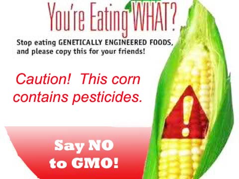 GMO corn Maui ban