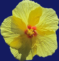 Hibiscus Yellow